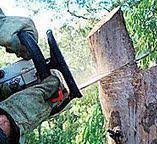 Reliable Mokena, IL Tree Services Solutions